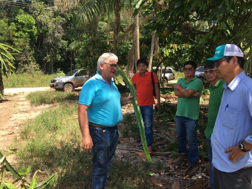 Pomar de Walter Opata -Tomé Açu – PA